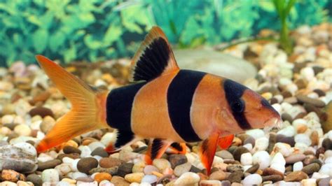 Clown Loach Care Guide For Beginners .